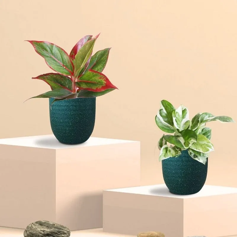Greenkin Aglaonema Lipstick & Njoy Live Plants (Green) - Set Of Two media 3