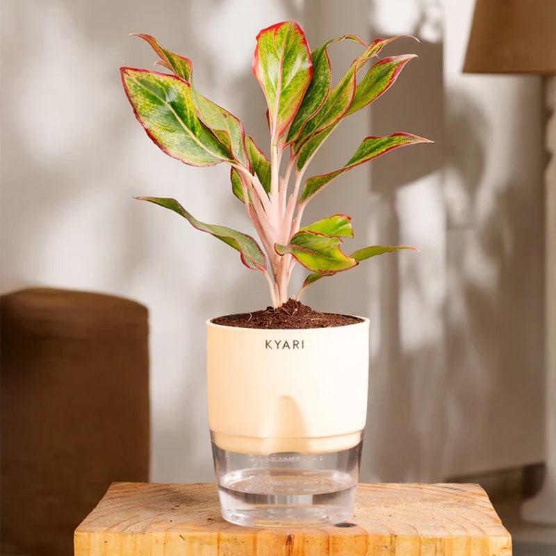Kyari Aglaonema Lipstick Plant With Self Watering Pot - Ivory media 3
