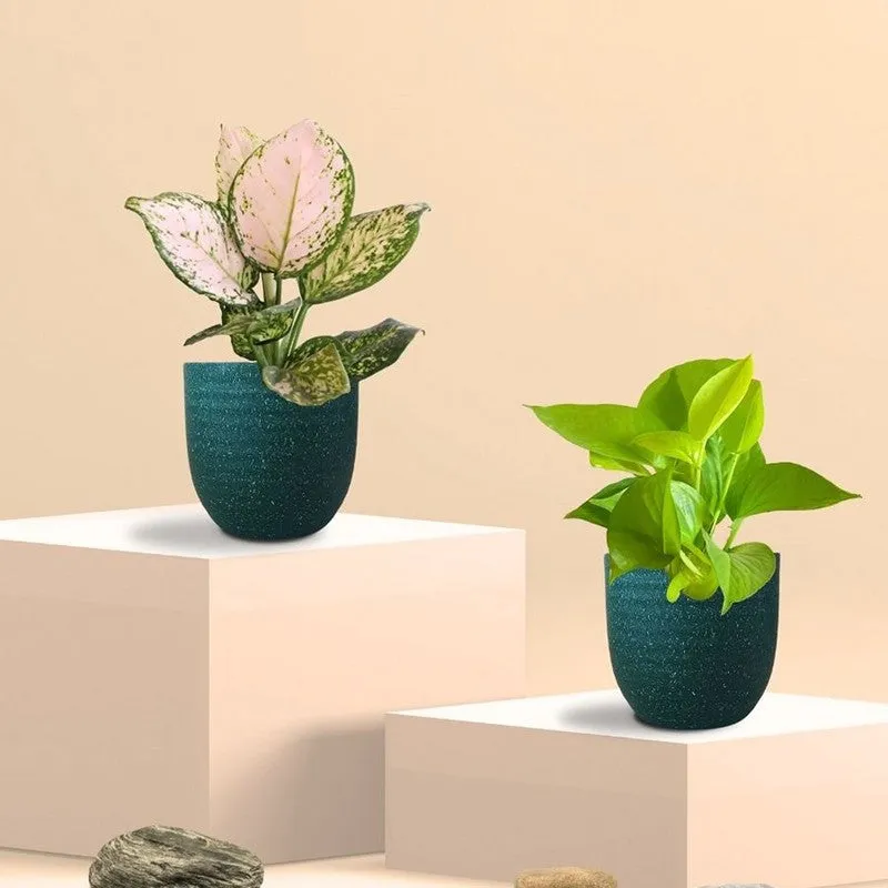 Greenkin Aglaonema Wishes & Golden Pothos Live Plants (Green) - Set Of Two media 3