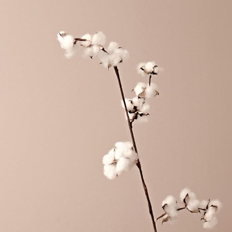 Naturally Dried Cotton Sticks - Set Of Five media 3
