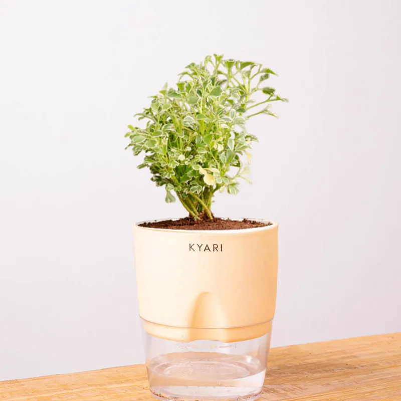 Kyari Variegated Aralia Plant With Self Watering Pot (Ivory) - 18 cm media 7