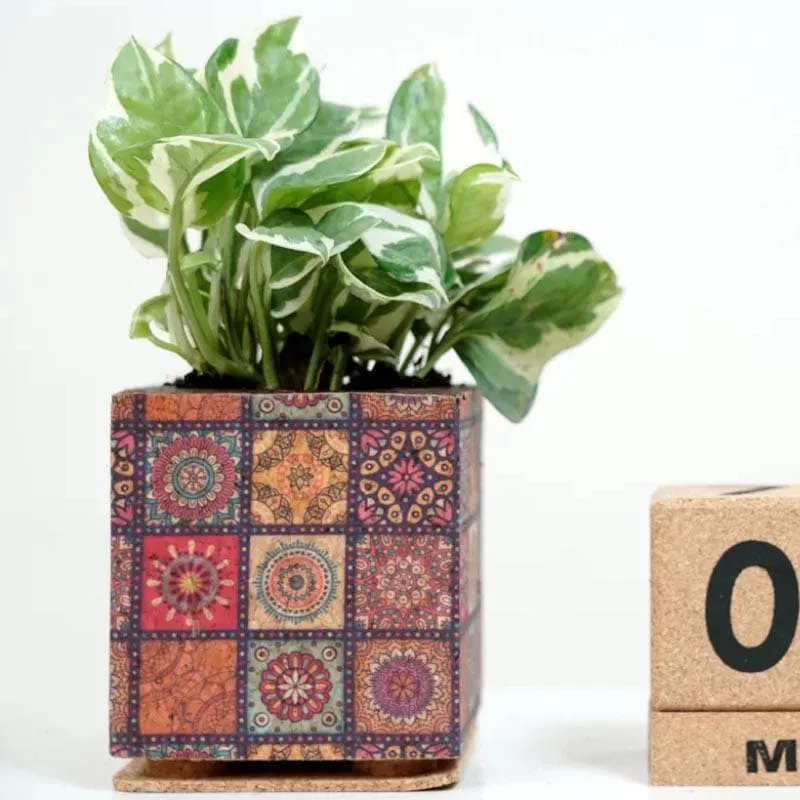 Corklandia Planter media 3