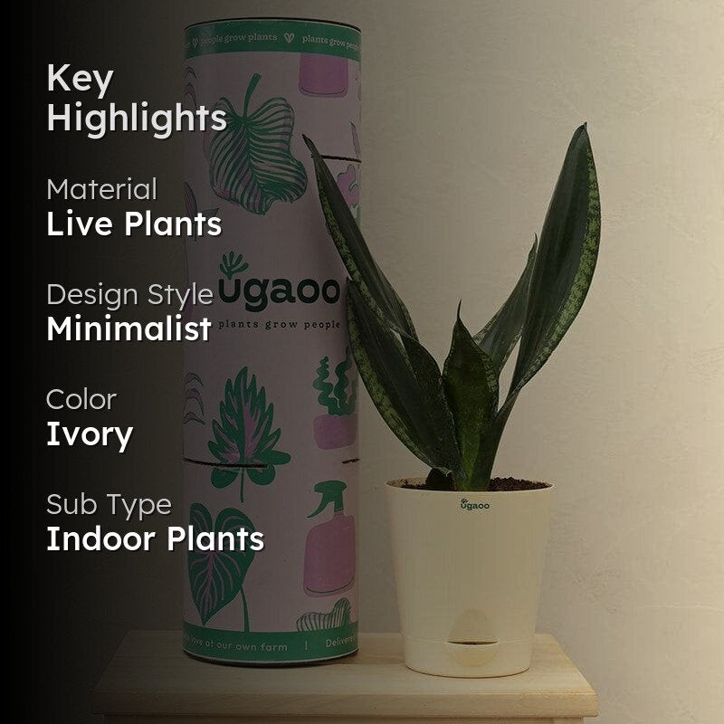 Ugaoo Sansevieria Whitney - Snake Plant media 2