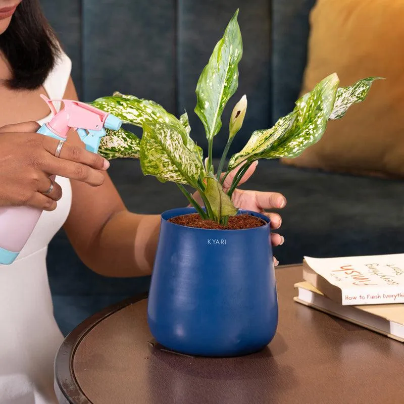 Kyari Aglaonema Snow White Plant With Metal Self Watering Pot - Blue media 4