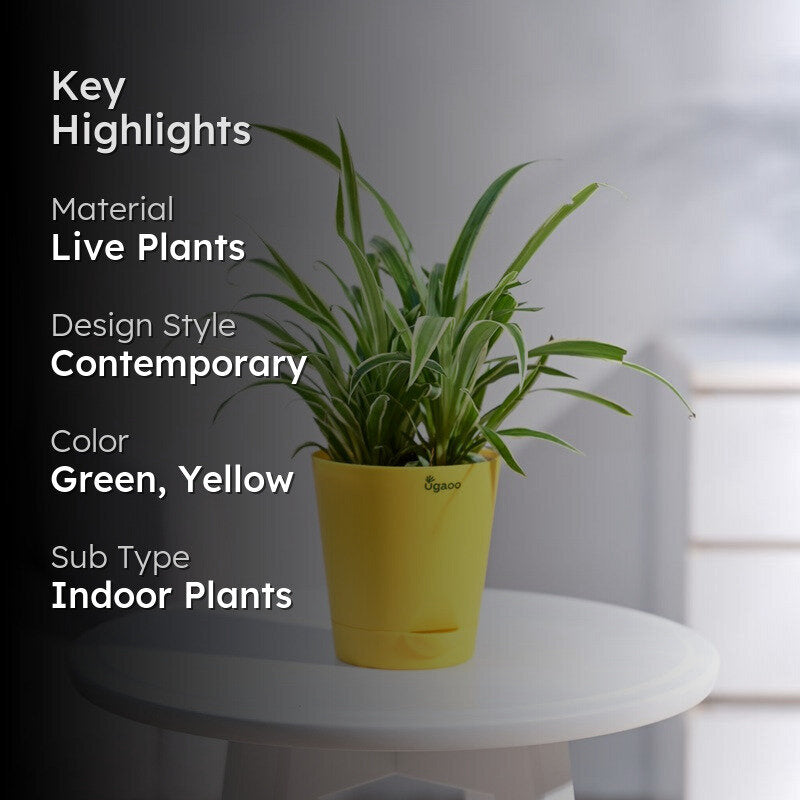 Ugaoo Spider Plant media 2