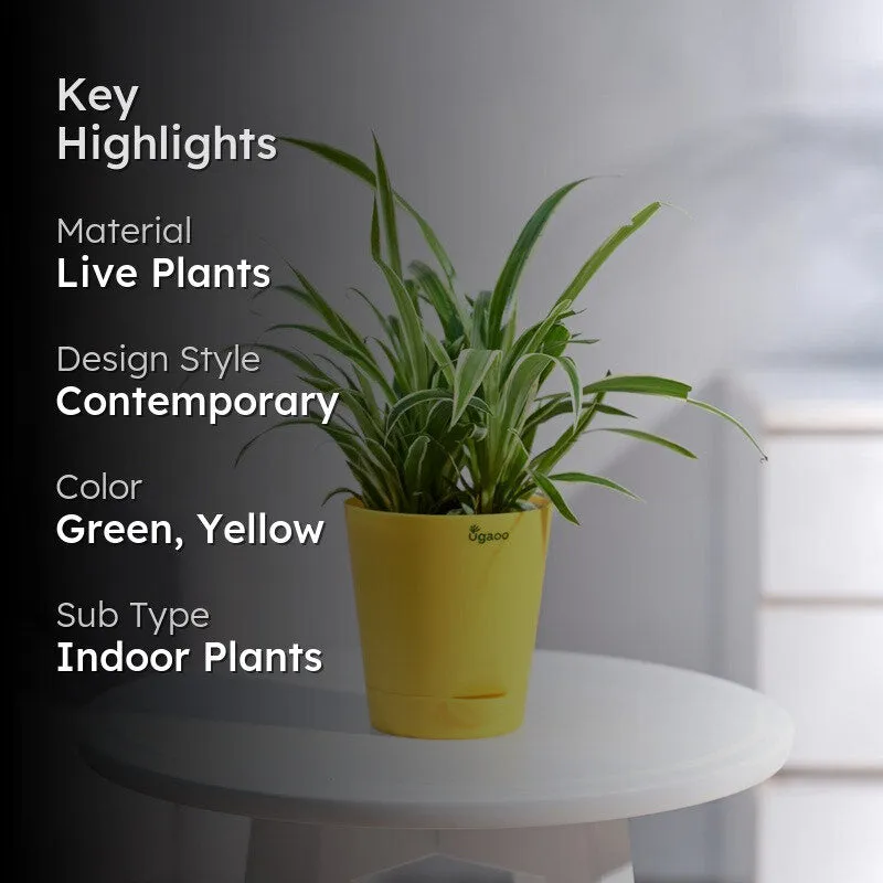 Ugaoo Spider Plant media 2