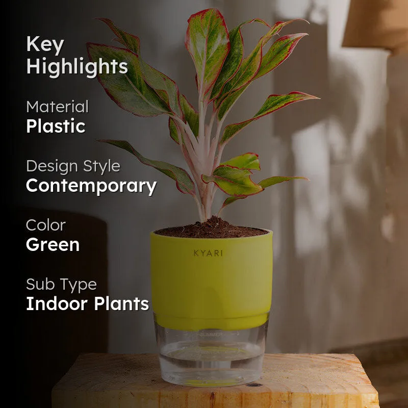 Kyari Aglonema Lipstick With Self Watering Pot - Green media 2