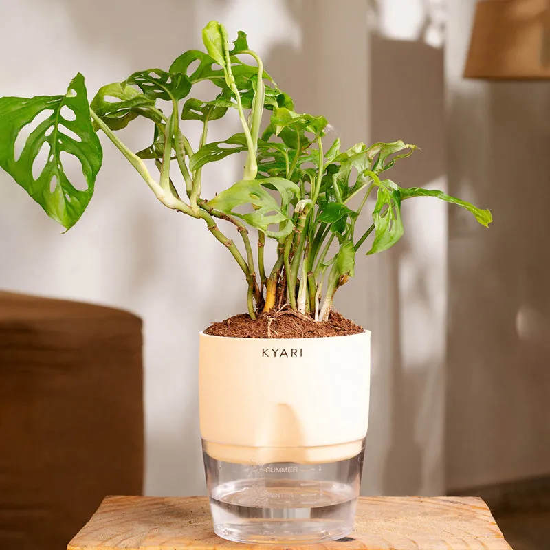 Kyari Philodendron/Broken Heart Plant With Self Watering Pot (Ivory) - 18 cm media 1