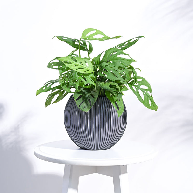 UGAOO Planter Vase Ball Groove - Black media 3
