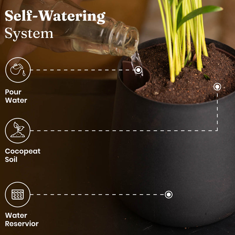 Kyari Peace Lily Plant With Metal Self Watering Pot (Black) - 1 Foot media 7