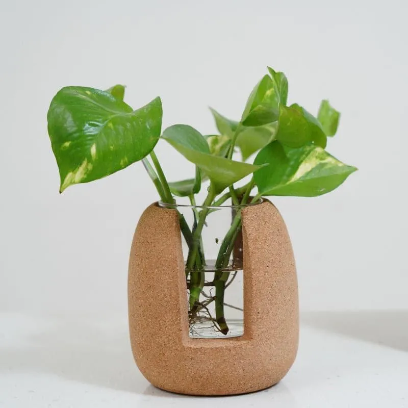Nadae Cork Testube Planter media 3