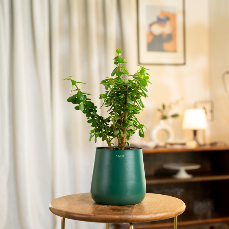 Kyari Lucky Jade Plant With Metal Self Watering Pot - Green