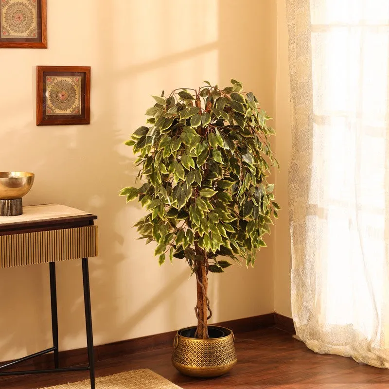 Artificial Variegated Ficus Plant With Black Plastic Pot - 5 ft media 4
