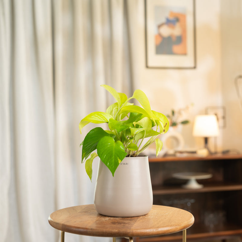 Kyari Golden Pothos Plant With Metal Self Watering Pot - Beige