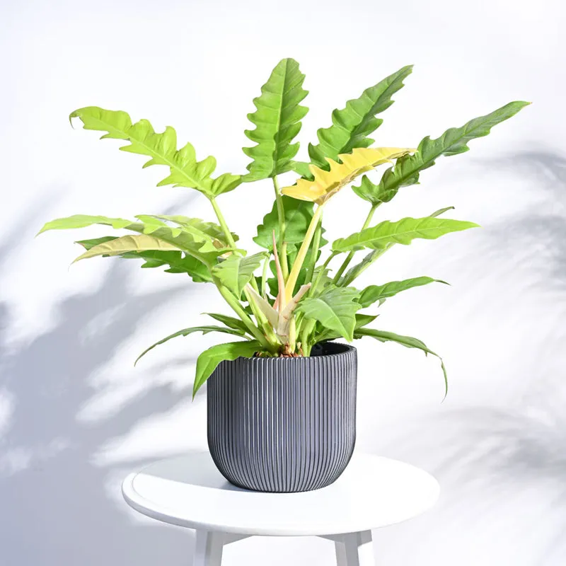 UGAOO Planter Ball Groove - Black media 3