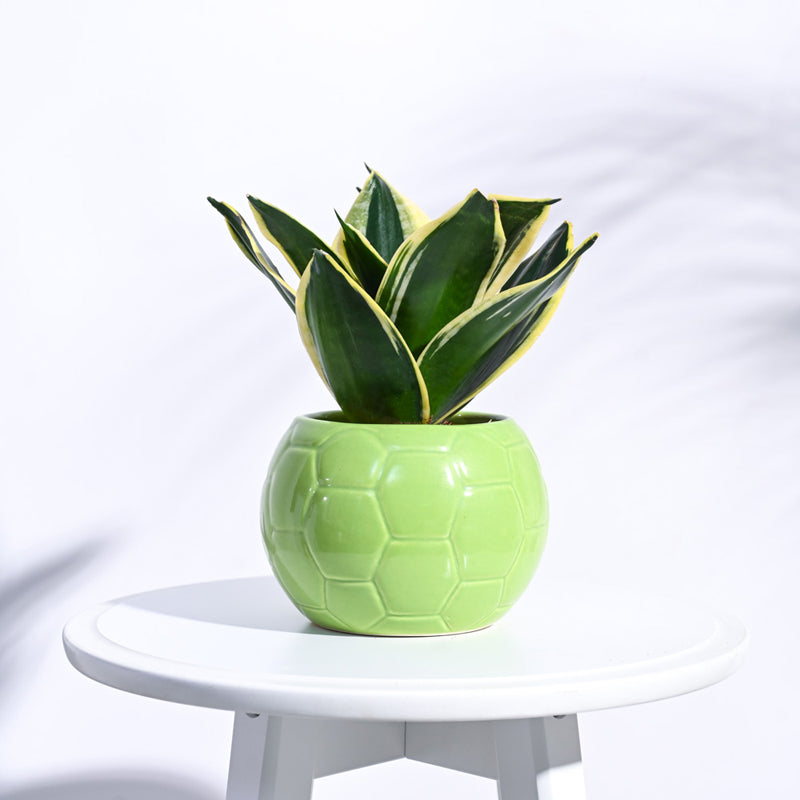 Ugaoo Football Light Green Ceramic Pot media 3