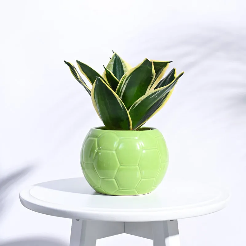 Ugaoo Football Light Green Ceramic Pot media 3