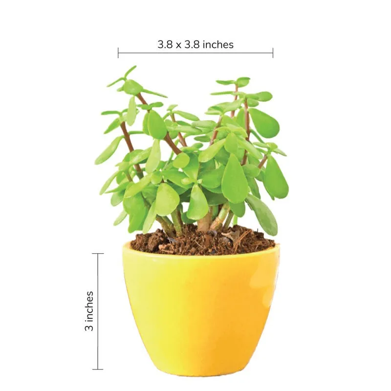 Ugaoo Apple Yellow Ceramic Pot- Small media 5