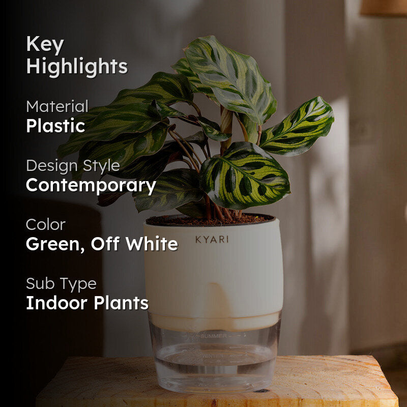 Kyari Peacock Plant With Self Watering Pot (Cream) - 18 cm media 2
