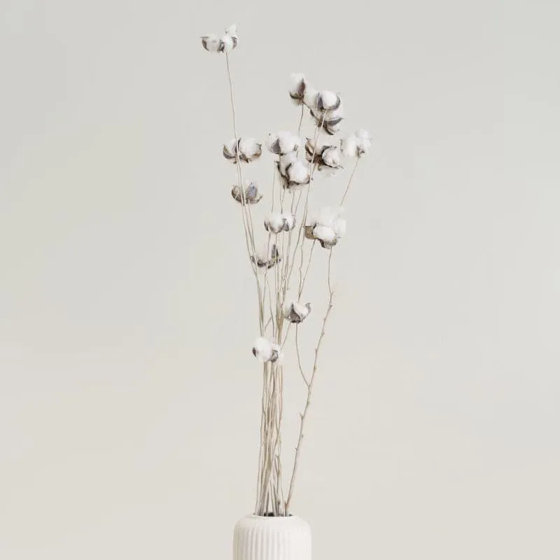 Cuzi Dried Cotton Stick (White) - Set Of Fifteen Pods media 1