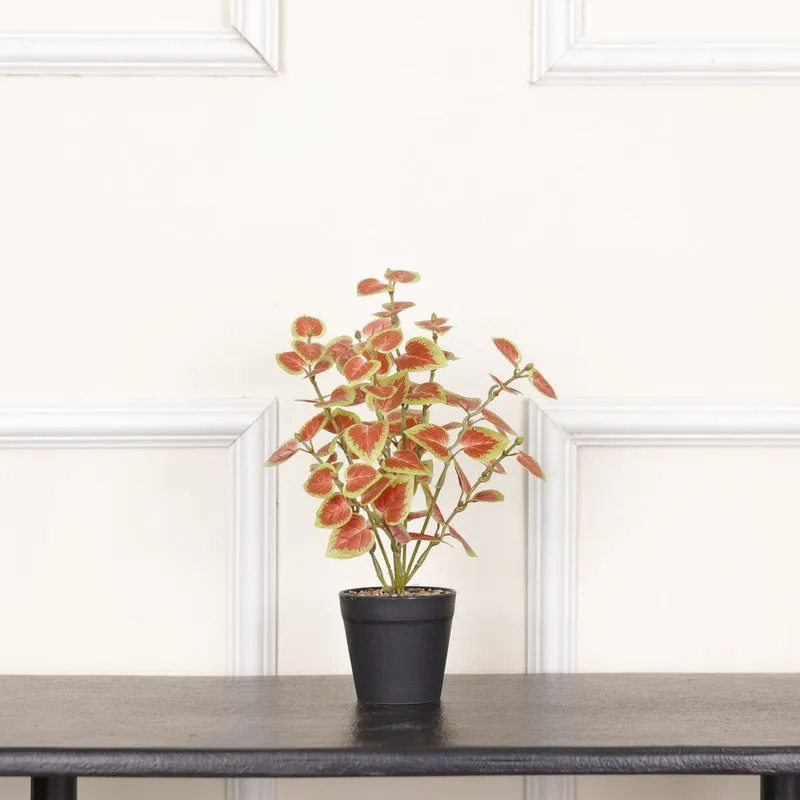 Artificial Natural Looking Coleous Big Plant With Black Fiber Pot (Brown) - 1.4 Feet media 3