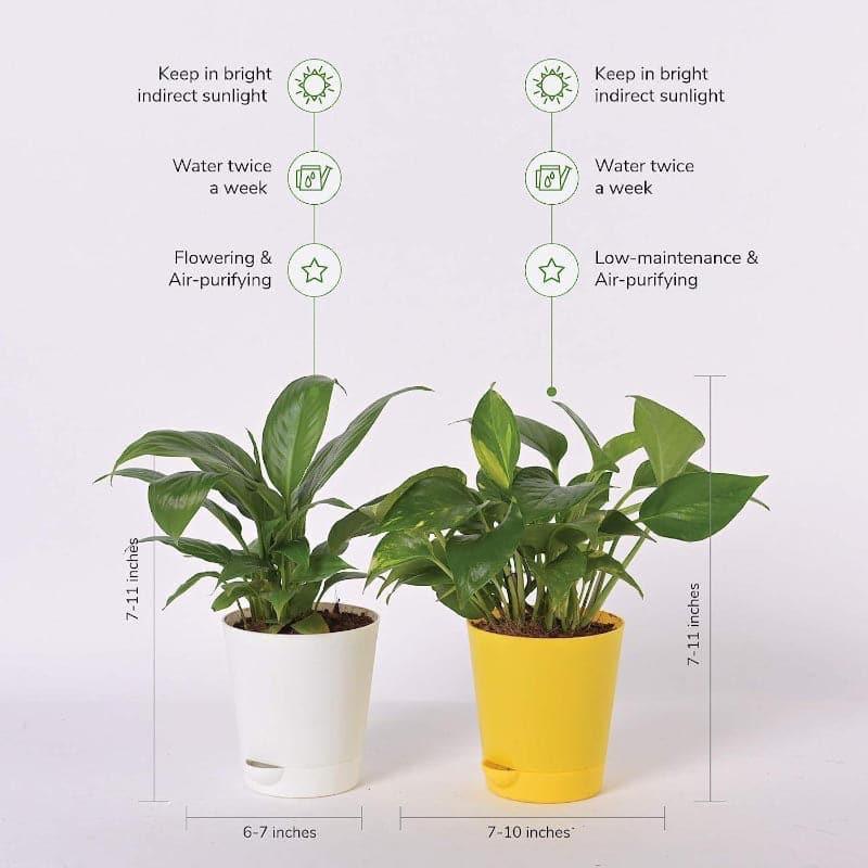 Ugaoo Air Purifier Plants With Pot - Set Of Two media 3