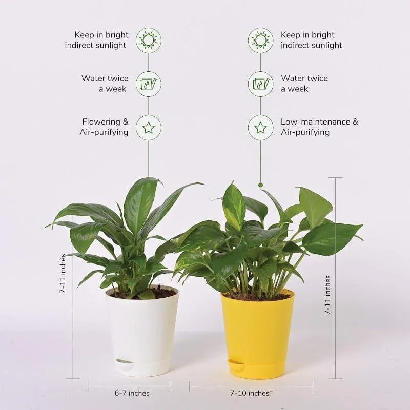 Ugaoo Air Purifier Plants With Pot - Set Of Two media 3