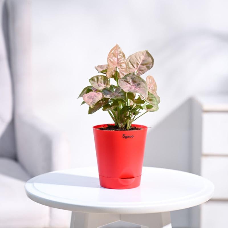 Ugaoo Mini Indoor Plants - Set Of Four media 6