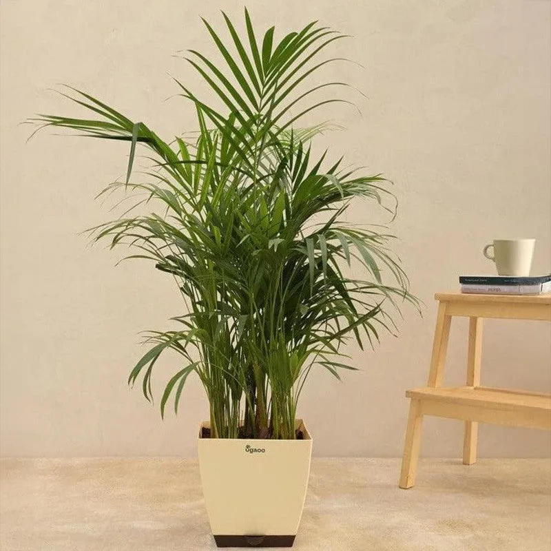 Ugaoo Areca Palm Plant - 3.7 ft media 5