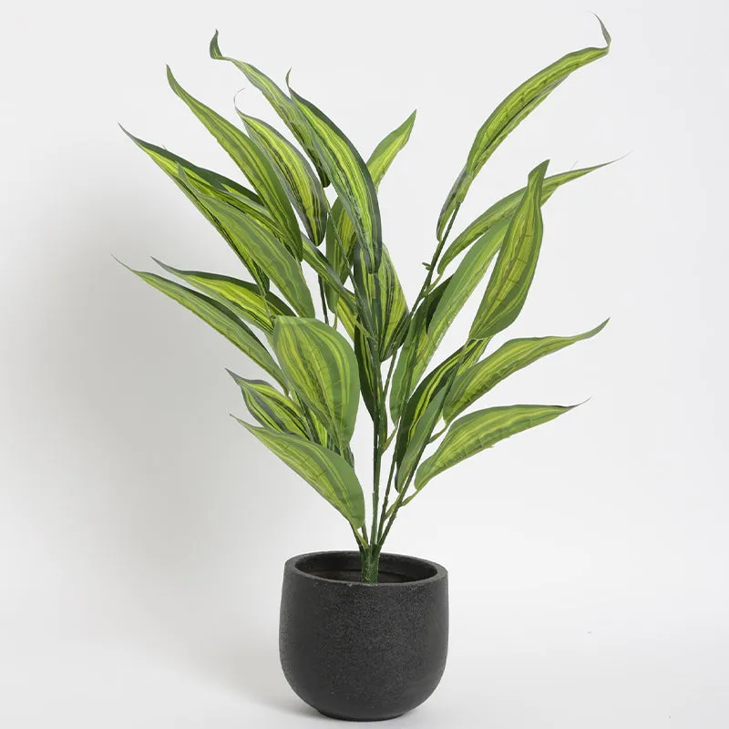 Faux Sterling Dieffenbachia Plant - 2.2 Feet media 3