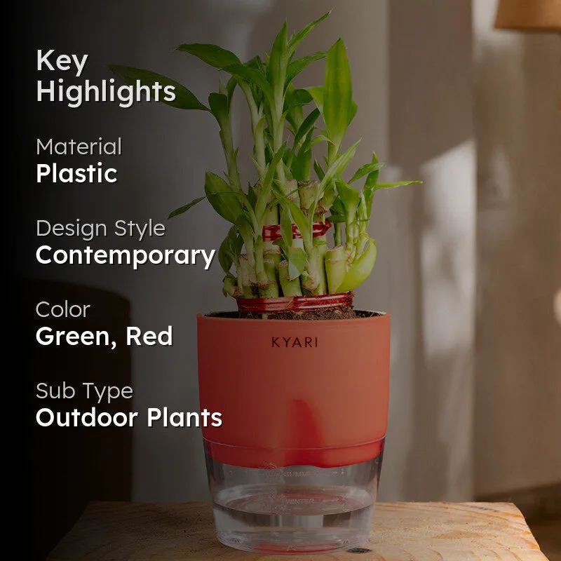 Kyari 2-Layer Lucky Bamboo With Self Watering Pot (Red) - 18 cm media 2