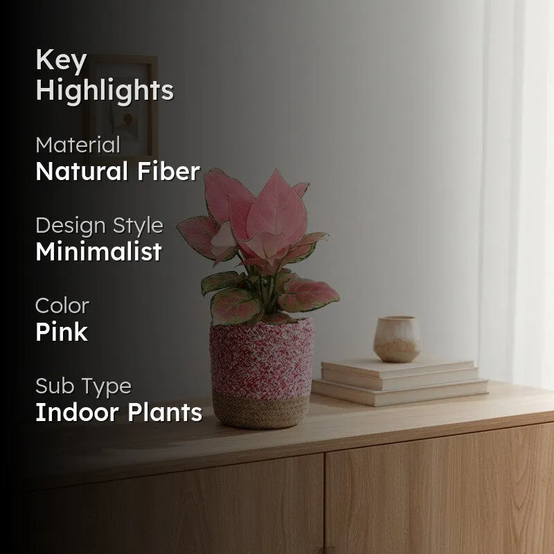 Greenkin Aglaonema Pink Live Plant with Jute Planter - Pink media 2