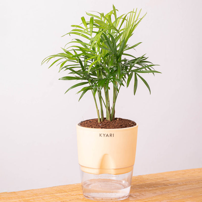 Kyari Chamaedorea Palm With Self Watering Pot (Ivory) - 18 cm media 6
