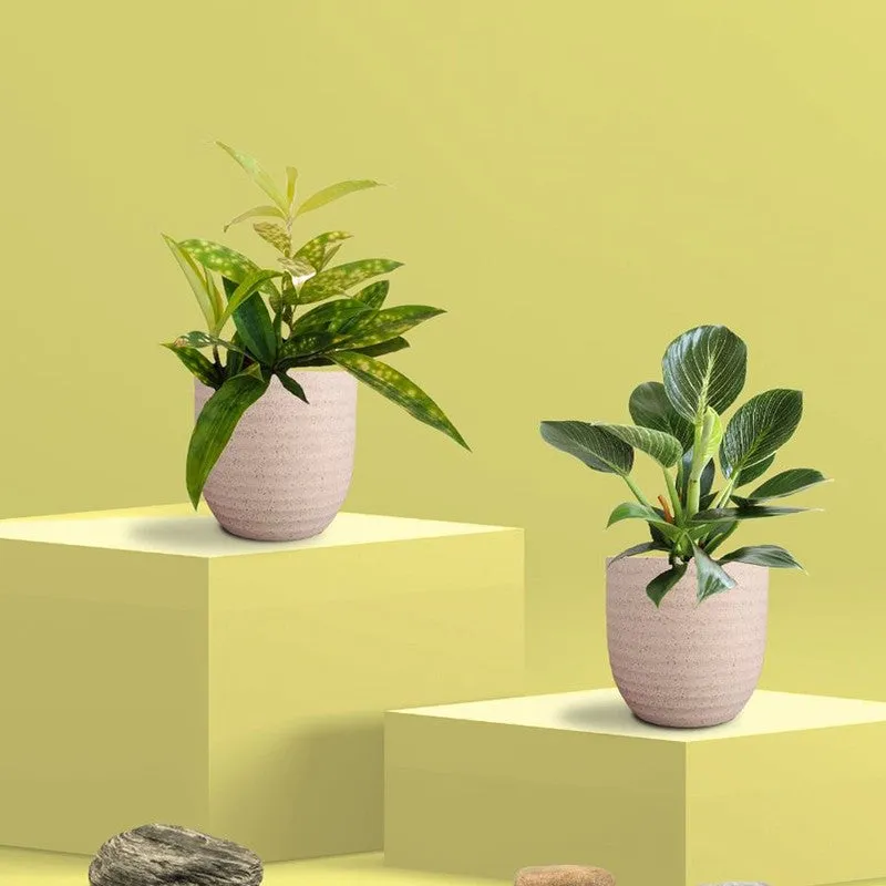 Greenkin Bamboo & Birkin Live Plants (Ivory) - Set Of Two media 3