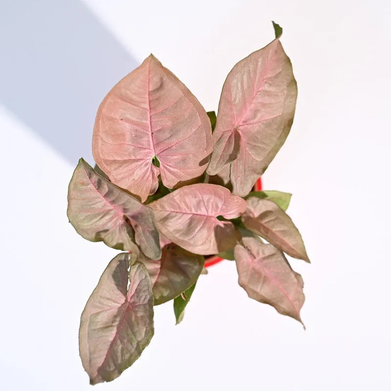 Ugaoo Syngonium Pink Plant media 7