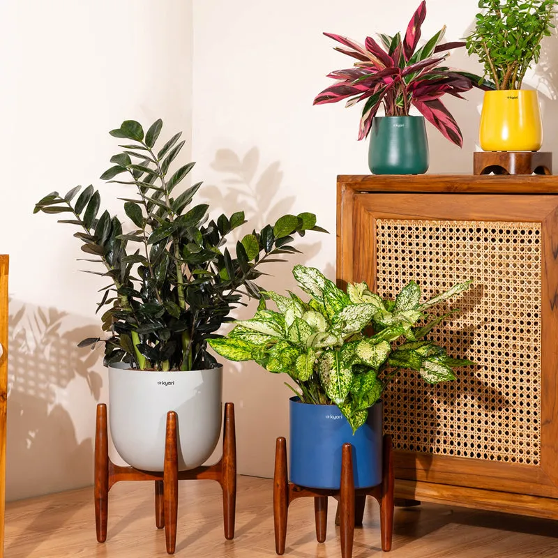 Kyari ZZ Plant With Metal Self Watering Pot (Yellow) - 2.4 Feet media 4