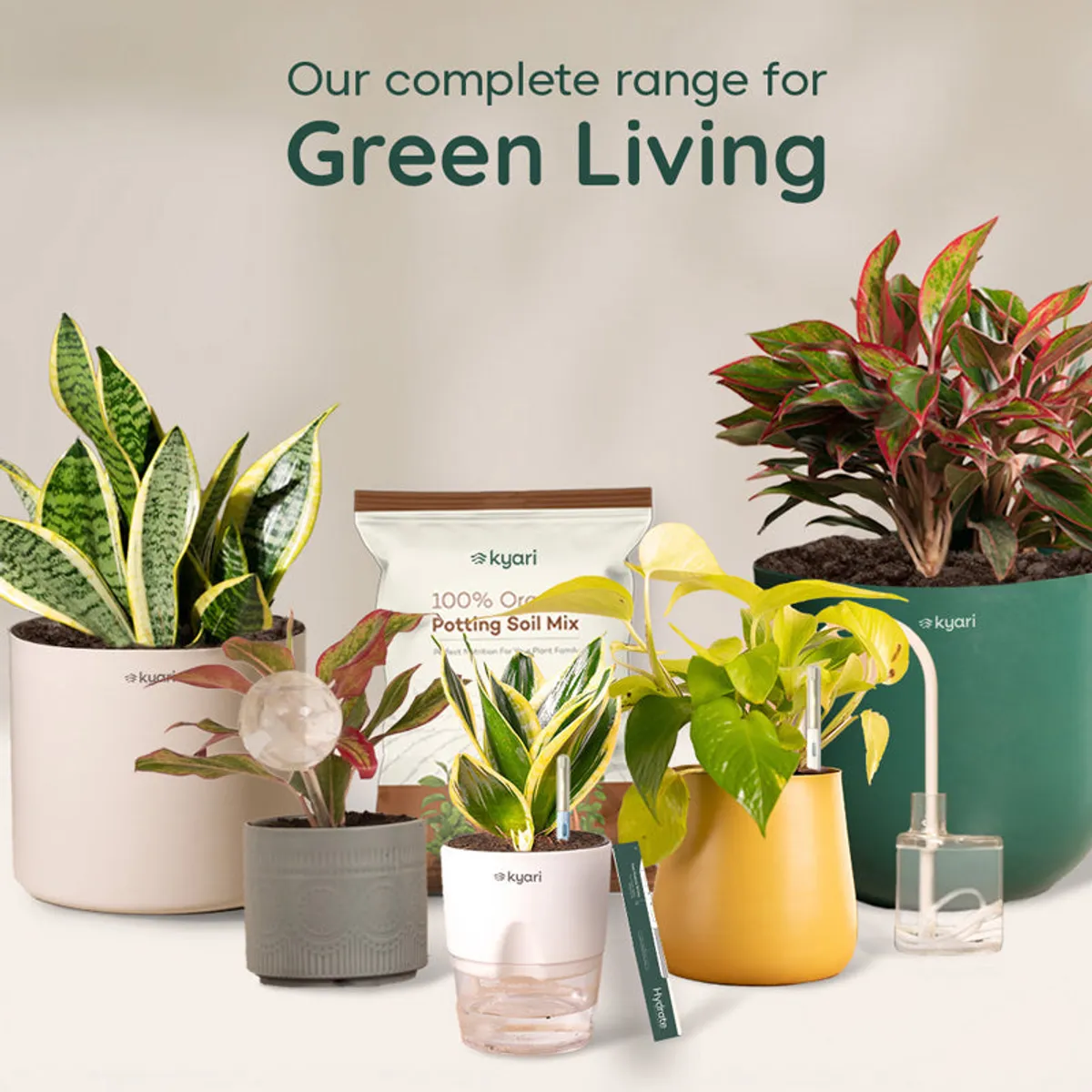 Indoor plant collection featuring colourful foliage and assorted pots