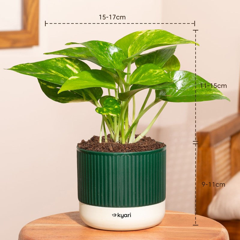 Kyari Variegated Money Plant with Self Watering Pot - Green media 7