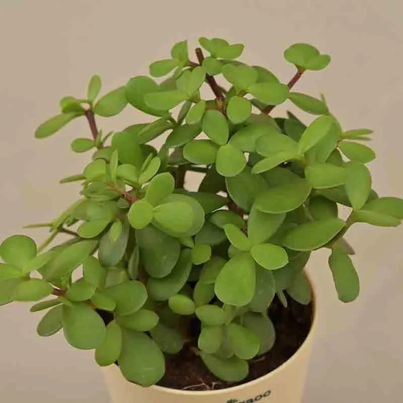 Ugaoo Jade Mini Plant- Medium media 5
