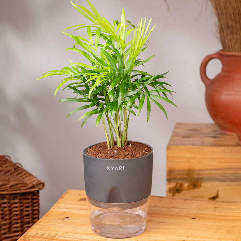 Kyari Chamaedorea Palm With Self Watering Pot (Grey) - 18 cm media 3