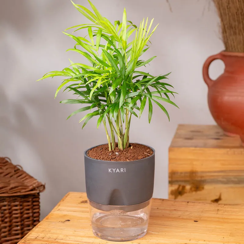Kyari Chamaedorea Palm With Self Watering Pot (Grey) - 18 cm media 3