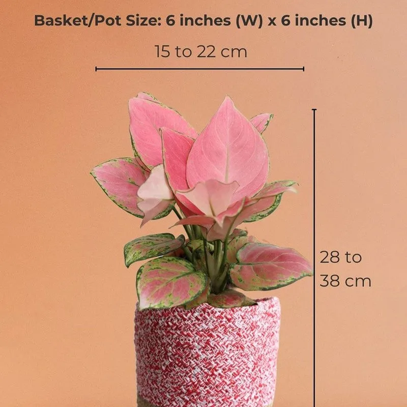 Greenkin Aglaonema Pink Live Plant with Jute Planter - Pink media 9