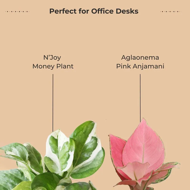 Greenkin Office Desk Live Plants - Set Of Two media 4