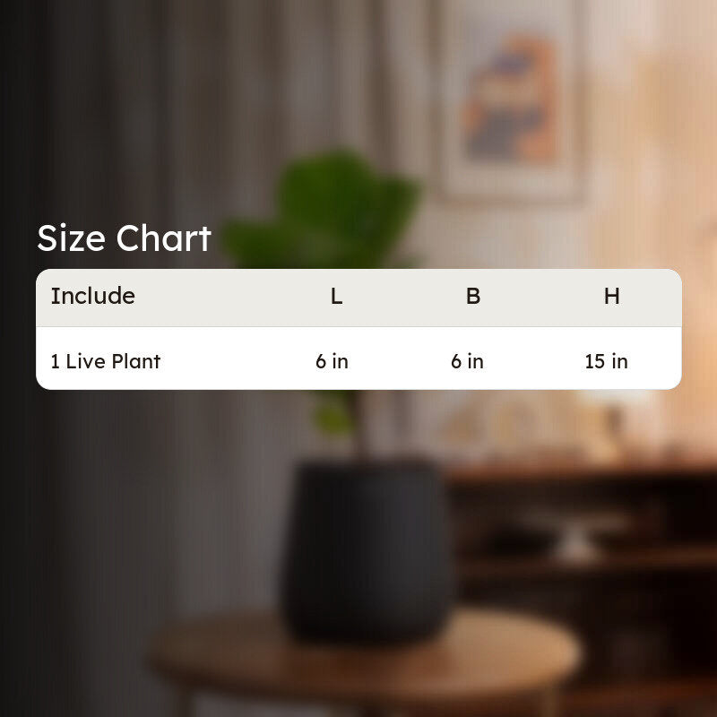 Kyari Fiddle Fig Plant With Metal Self Watering Pot - Black media 9