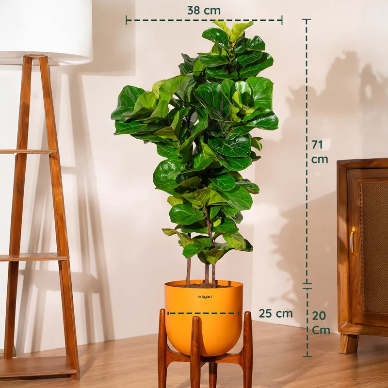 Kyari Bambino Plant With Metal Self Watering Pot (Orange) - 2.4 Feet media 5