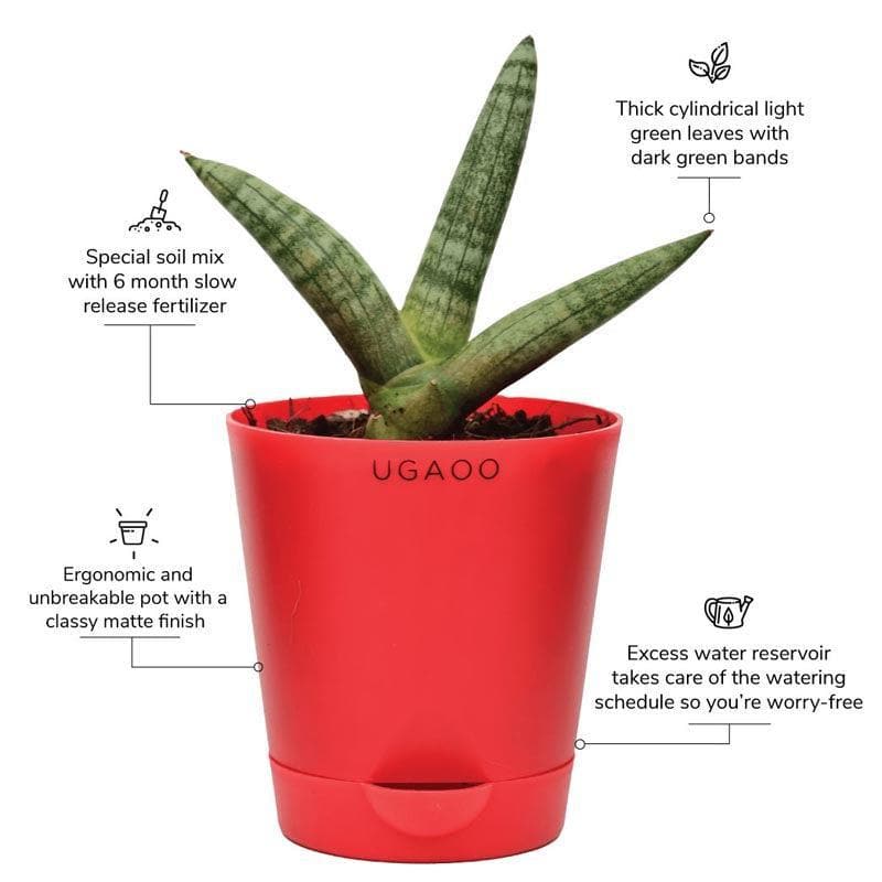 Ugaoo Sansevieria Boncel Plant media 5