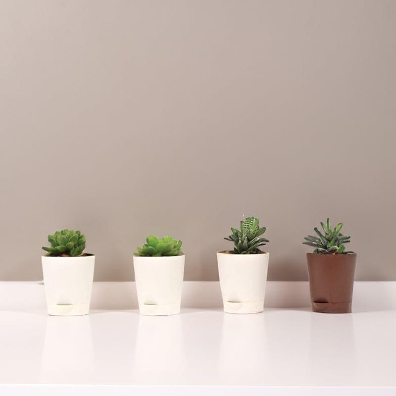 Live Plants
