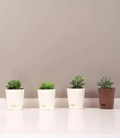 Live Plants