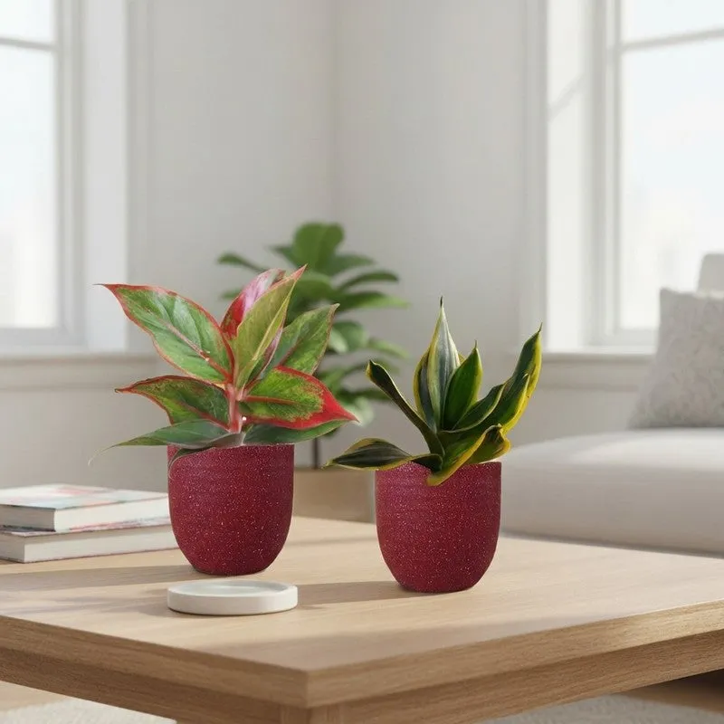 Greenkin Aglaonema Lipstick & Golden Snake Live Plants (Red) - Set Of Two media 1