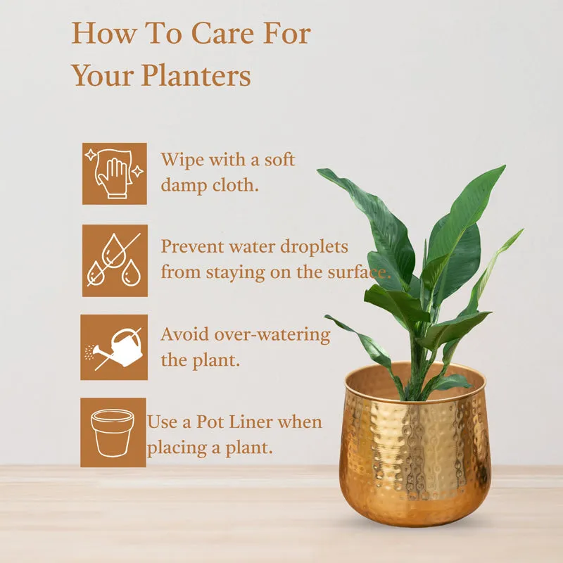 Rooted Charm Auric Golden Planter - Set Of Two media 4